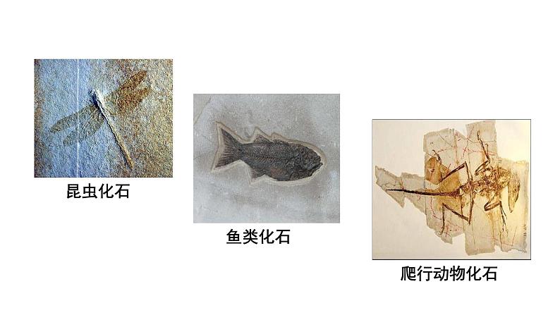 第十六章生命起源和生物进化 16.2生物进化的历程 PPT课件07