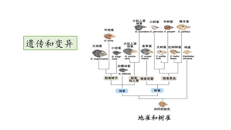 第十六章生命起源和生物进化 16.3生物进化的学说 PPT课件06