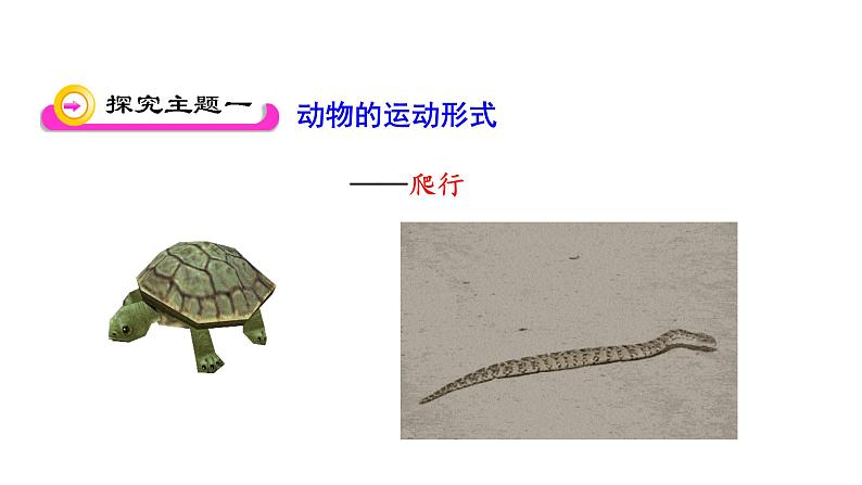 苏教版八年级上17.1动物运动的形式和能量供应课件（共15张PPT)第4页