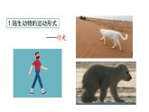 第十七章动物的行动 17.1动物运动的形式和能量供应 PPT课件