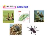 第十七章动物的行动 17.2动物的运动依赖于一定的结构 PPT课件