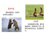 第十七章动物的行动 17.2动物的运动依赖于一定的结构 PPT课件