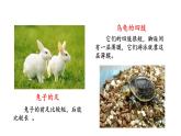 第十七章动物的行动 17.2动物的运动依赖于一定的结构 PPT课件