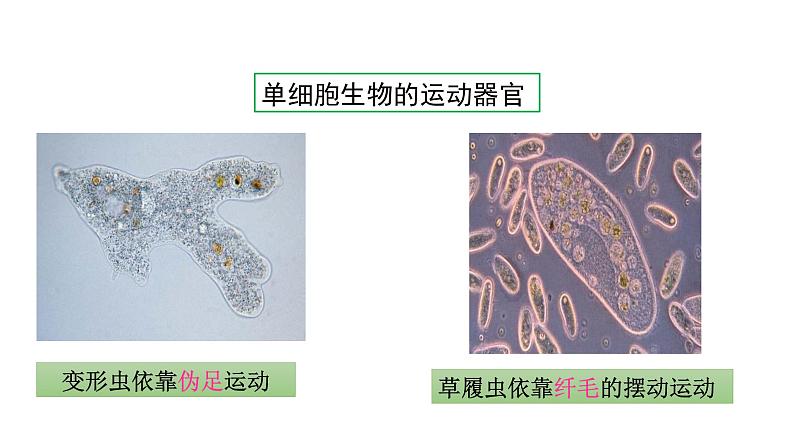 第十七章动物的行动 17.2动物的运动依赖于一定的结构 PPT课件08