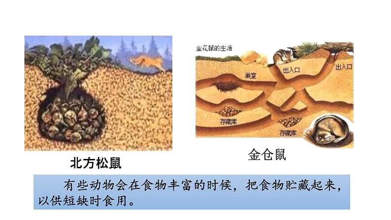 第十八章动物的行为 18.1动物行为的主要类型 PPT课件08