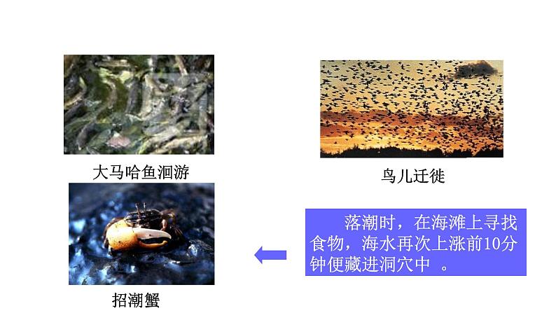 第十八章动物的行为 18.2动物行为的生理基础 PPT课件07