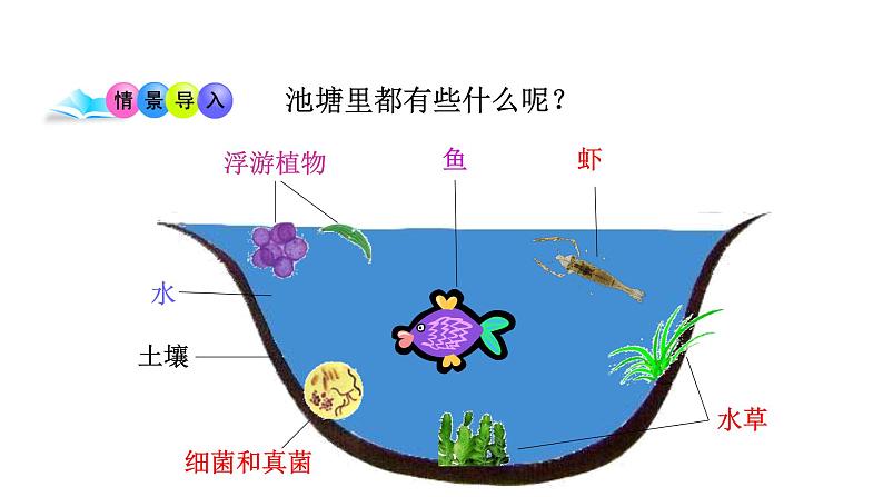 第十九章生态系统 19.1生态系统的组成 PPT课件02