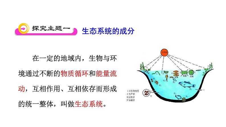 第十九章生态系统 19.1生态系统的组成 PPT课件03