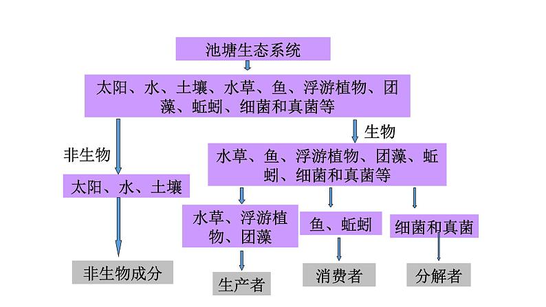 第十九章生态系统 19.1生态系统的组成 PPT课件04