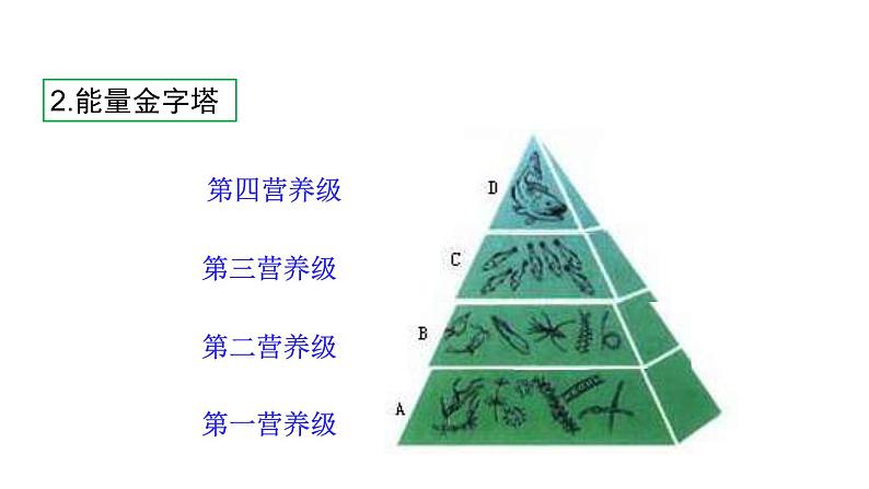 第十九章生态系统 19.2生态系统中的能量流动和物质循环 PPT课件04