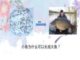 人教版七年级上第二单元第二章第一节——细胞通过分裂产生新细胞课件PPT