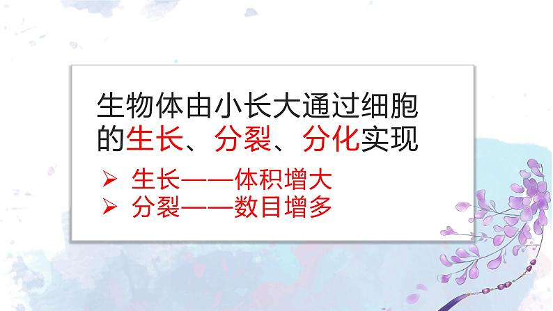 人教版七年级上第二单元第二章第一节——细胞通过分裂产生新细胞课件PPT第6页