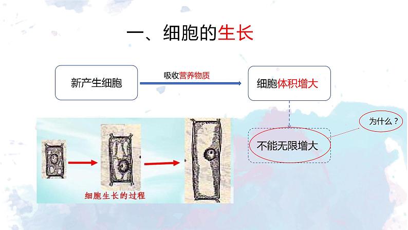 人教版七年级上第二单元第二章第一节——细胞通过分裂产生新细胞课件PPT第7页