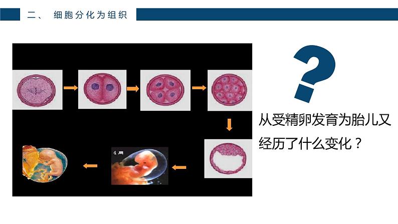 人教版七年级上第二单元第二章第二节—动物体的结构层次课件PPT05