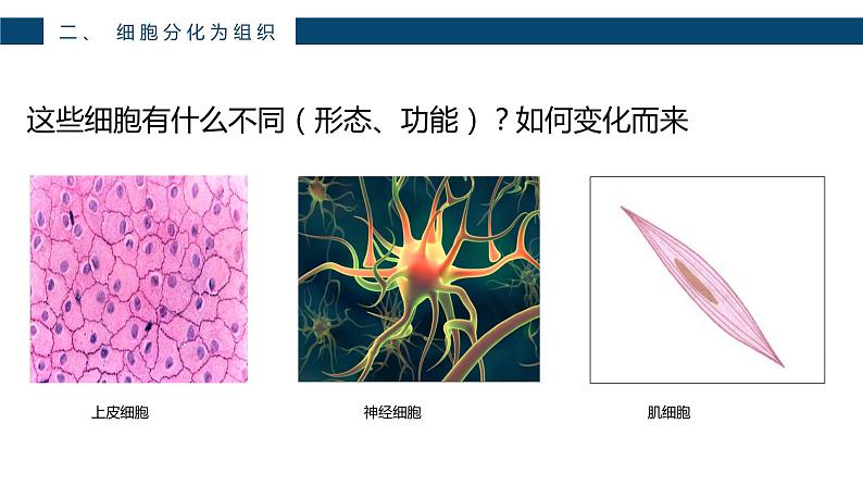 人教版七年级上第二单元第二章第二节—动物体的结构层次课件PPT06