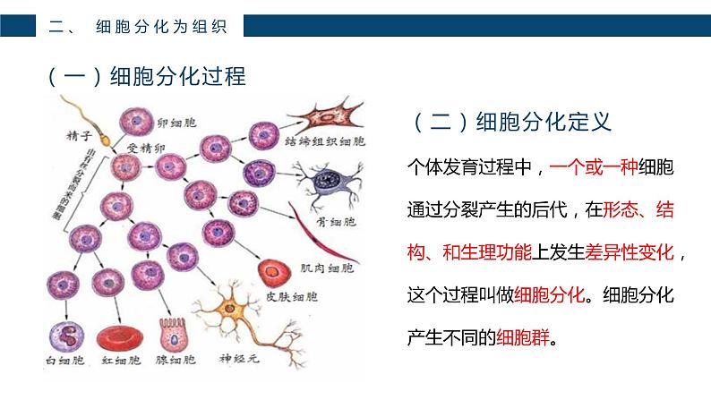 人教版七年级上第二单元第二章第二节—动物体的结构层次课件PPT07