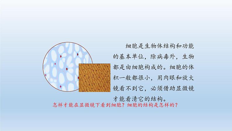 第二章生物体的结构层次：2.1.1 观察细胞  PPT课件第2页