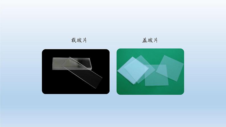 第二章生物体的结构层次：2.1.1 观察细胞  PPT课件第6页