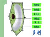 第二章生物体的结构层次：2.1.2 细胞的结构  PPT课件