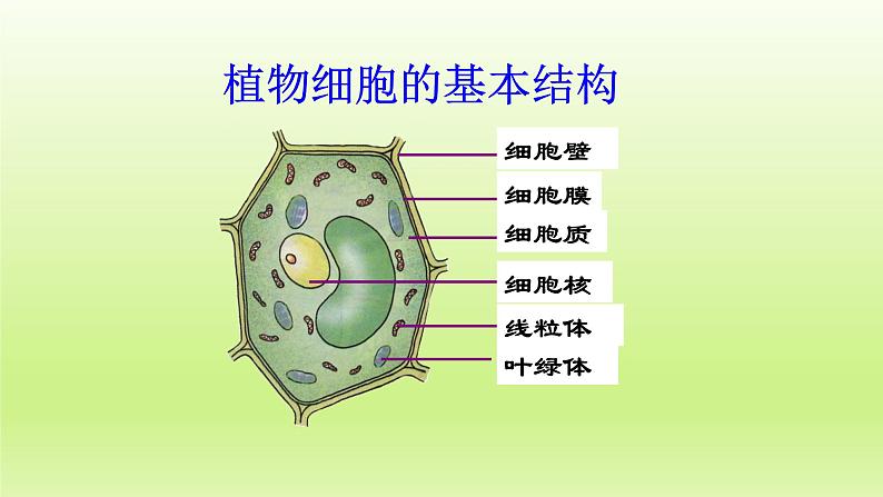 第二章生物体的结构层次：2.1.3 细胞各部分的功能  PPT课件02