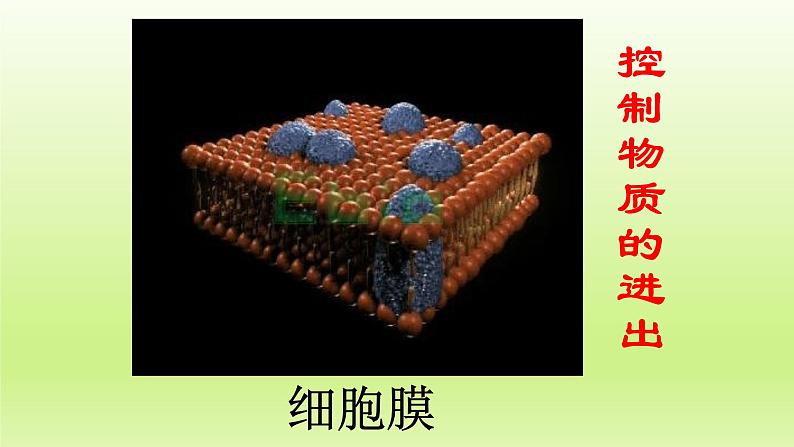 第二章生物体的结构层次：2.1.3 细胞各部分的功能  PPT课件04