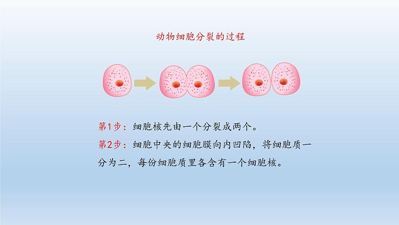 第二章生物体的结构层次：2.1.4 细胞的分裂和生长  PPT课件07