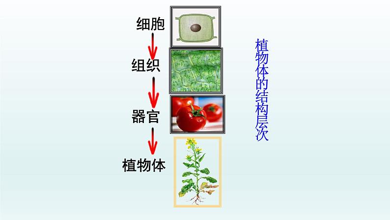 第二章生物体的结构层次：2.3 多细胞生物体  PPT课件06