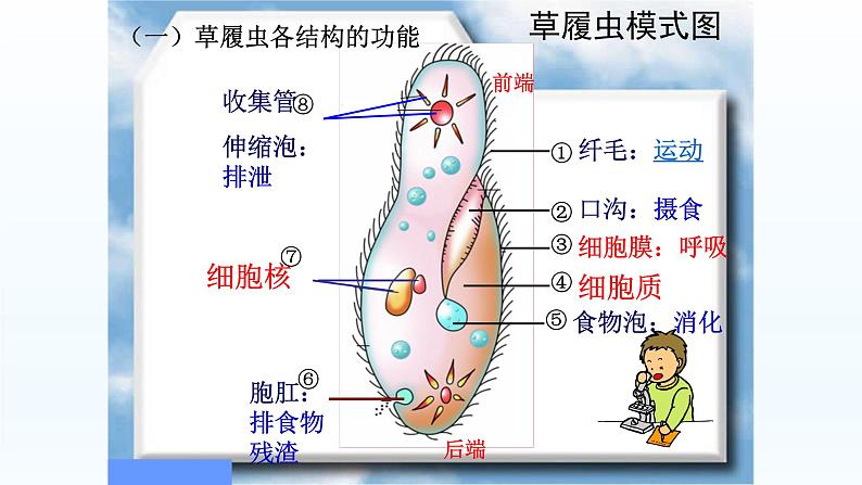 第二章生物体的结构层次：2.4 单细胞生物体  PPT课件06