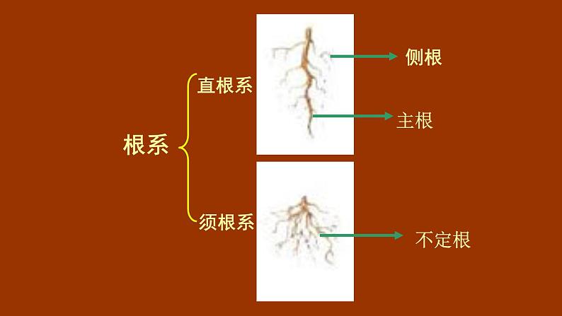 第三章形形色色的植物：3.1 在实验室里观察植物  PPT课件03