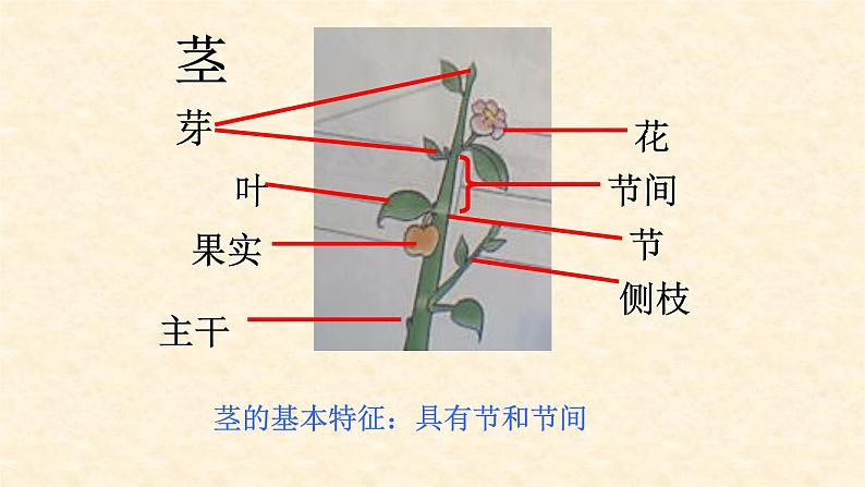 第三章形形色色的植物：3.1 在实验室里观察植物  PPT课件05