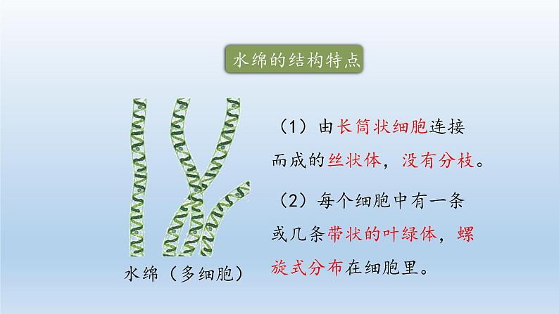 第三章形形色色的植物：3.3 藻类植物  PPT课件06