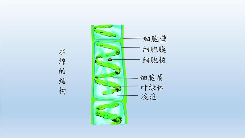 第三章形形色色的植物：3.3 藻类植物  PPT课件07