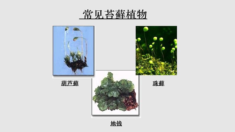 第三章形形色色的植物：3.4 苔藓植物和蕨类植物  PPT课件第4页