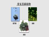 第三章形形色色的植物：3.4 苔藓植物和蕨类植物  PPT课件