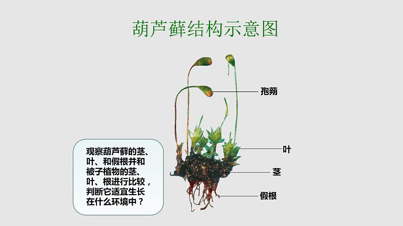 第三章形形色色的植物：3.4 苔藓植物和蕨类植物  PPT课件第5页