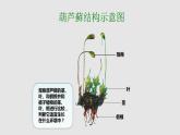 第三章形形色色的植物：3.4 苔藓植物和蕨类植物  PPT课件
