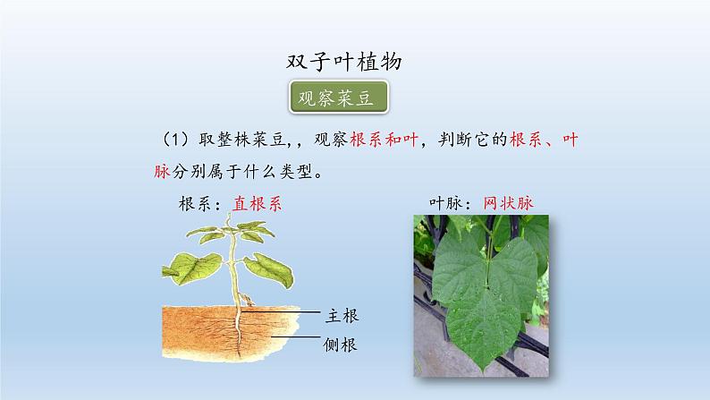 第三章形形色色的植物：3.6.1 双子叶植物  PPT课件06