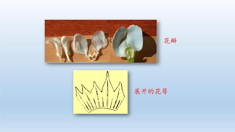 第三章形形色色的植物：3.6.1 双子叶植物  PPT课件08