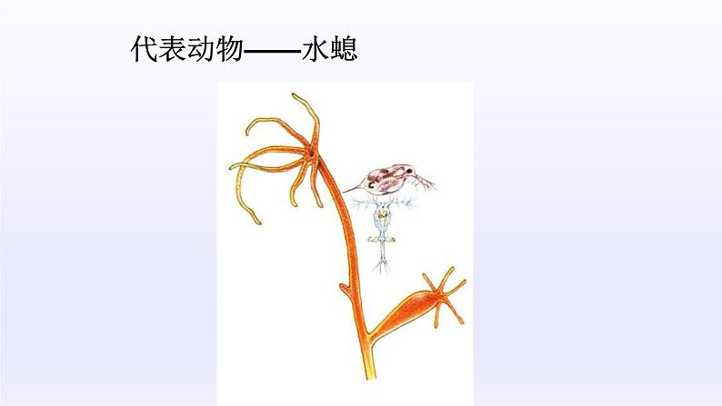 第四章多种多样的动物：4.2 腔肠动物和扁形动物  PPT课件第4页