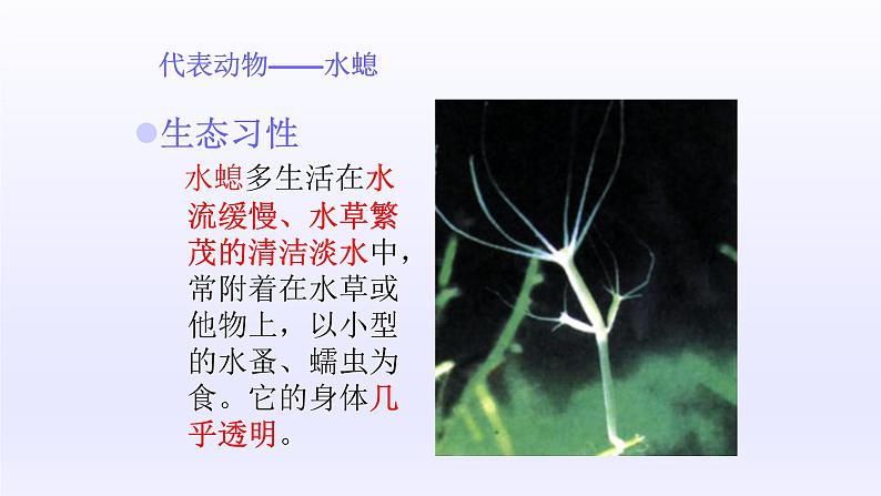 第四章多种多样的动物：4.2 腔肠动物和扁形动物  PPT课件第6页