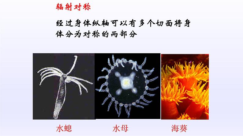 第四章多种多样的动物：4.2 腔肠动物和扁形动物  PPT课件第7页