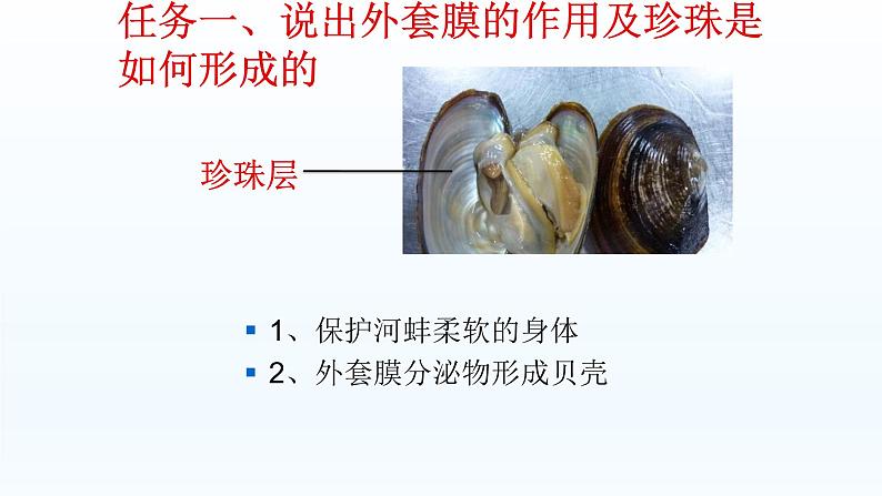 第四章多种多样的动物：4.4 软体动物  PPT课件第6页