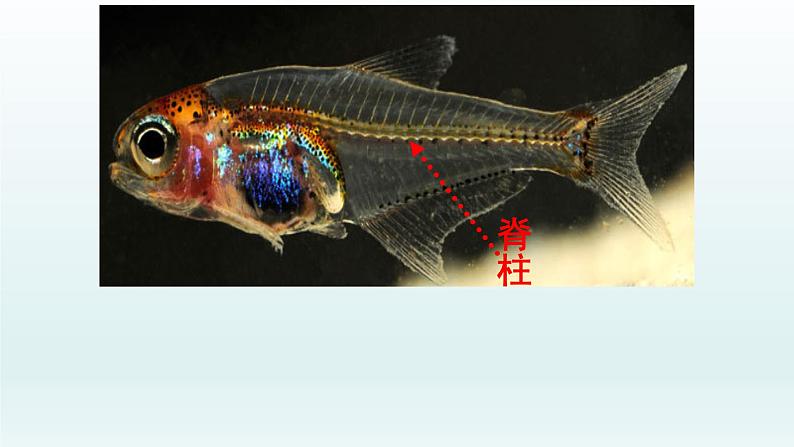 第四章多种多样的动物：4.6 鱼类  PPT课件02