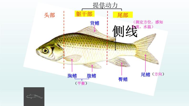 第四章多种多样的动物：4.6 鱼类  PPT课件05