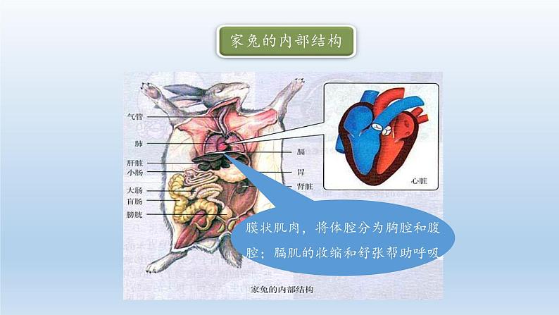 第四章多种多样的动物：4.9 哺乳类  PPT课件08