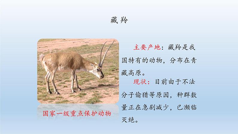 第四章多种多样的动物：4.10 我国的珍稀动物  PPT课件07
