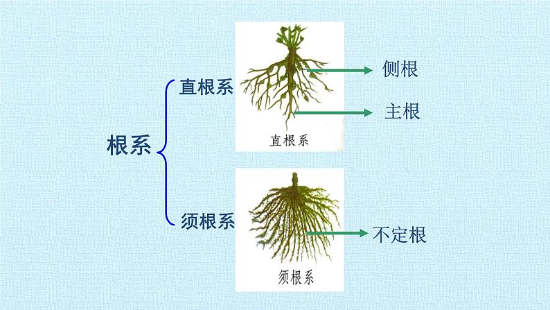 冀教版七年级生物上册：第三章  形形色色的植物  复习PPT课件04