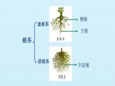 冀教版七年级生物上册：第三章  形形色色的植物  复习PPT课件