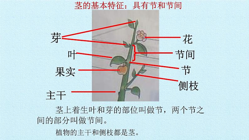 冀教版七年级生物上册：第三章  形形色色的植物  复习PPT课件05