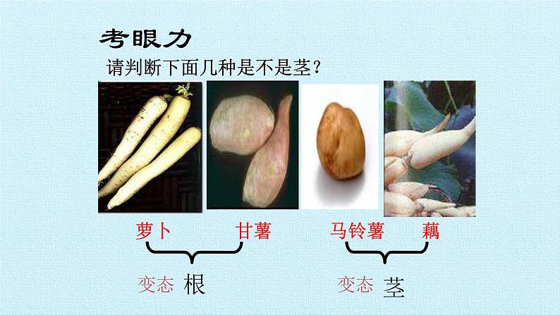 冀教版七年级生物上册：第三章  形形色色的植物  复习PPT课件06